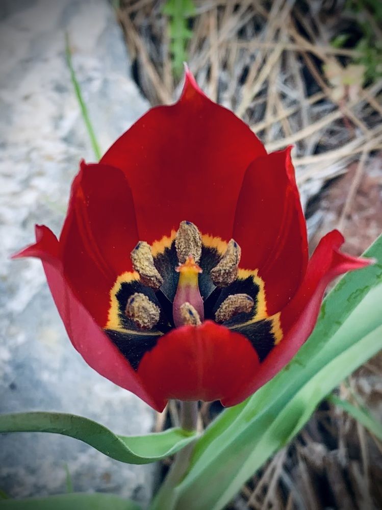 Дикий лесной тюльпан