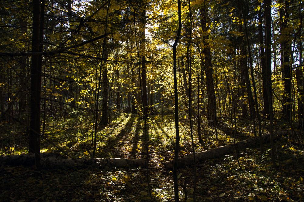 Photograph by Дария Ризниченко