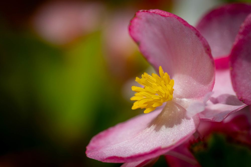 Фотография автора Дмитрий Referee