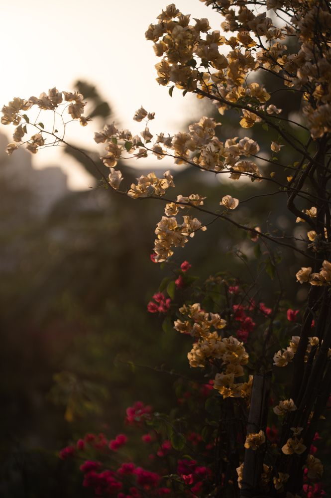 Mildness of golden hour