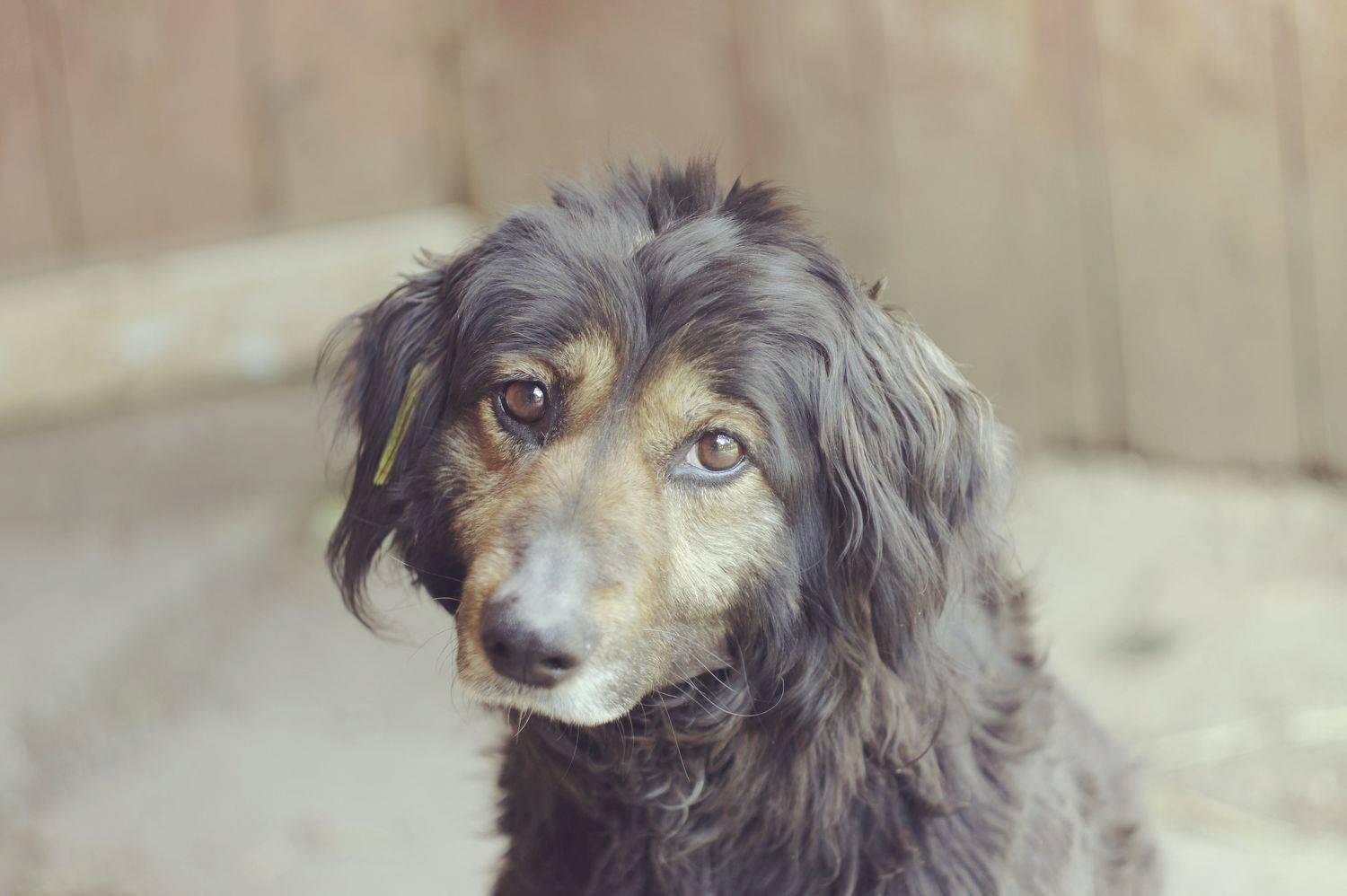 Photo #10990188