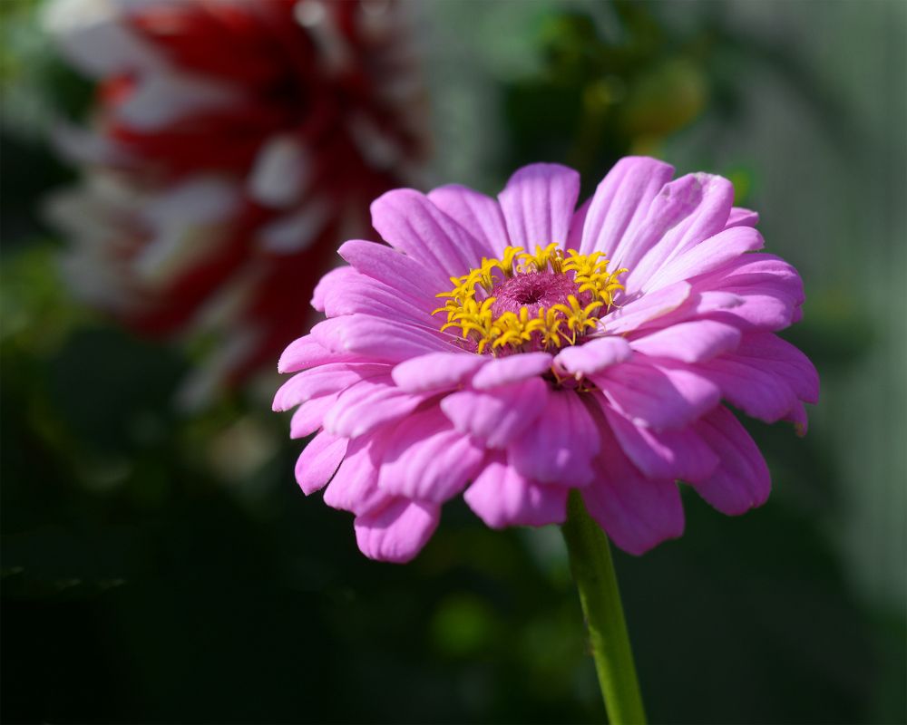 Photograph by Sergey Lebedev