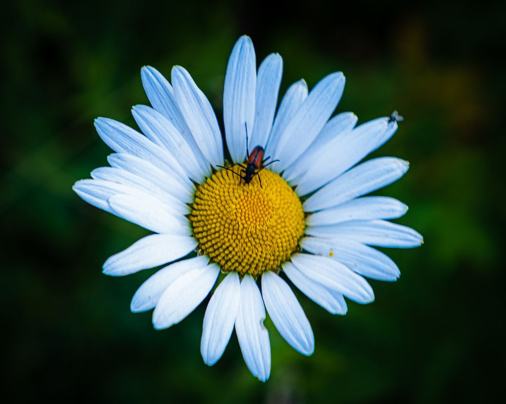 Photograph by Альберт Габбасов