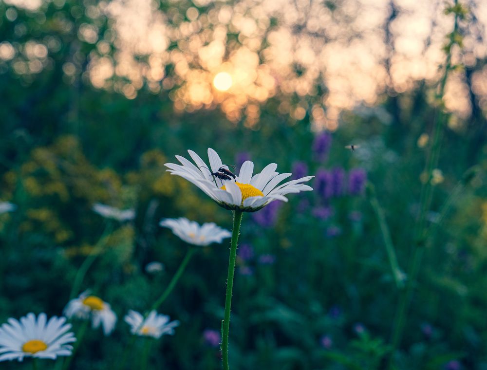 Photograph by Альберт Габбасов