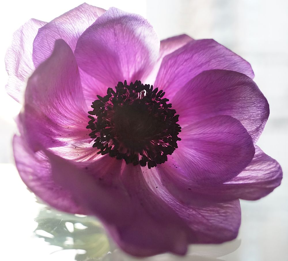 Photograph by Anna Perevozchikova