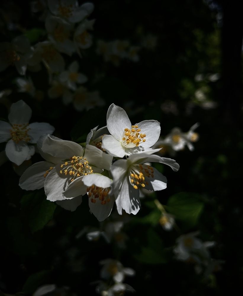 Фотография автора Светлана Тюрина