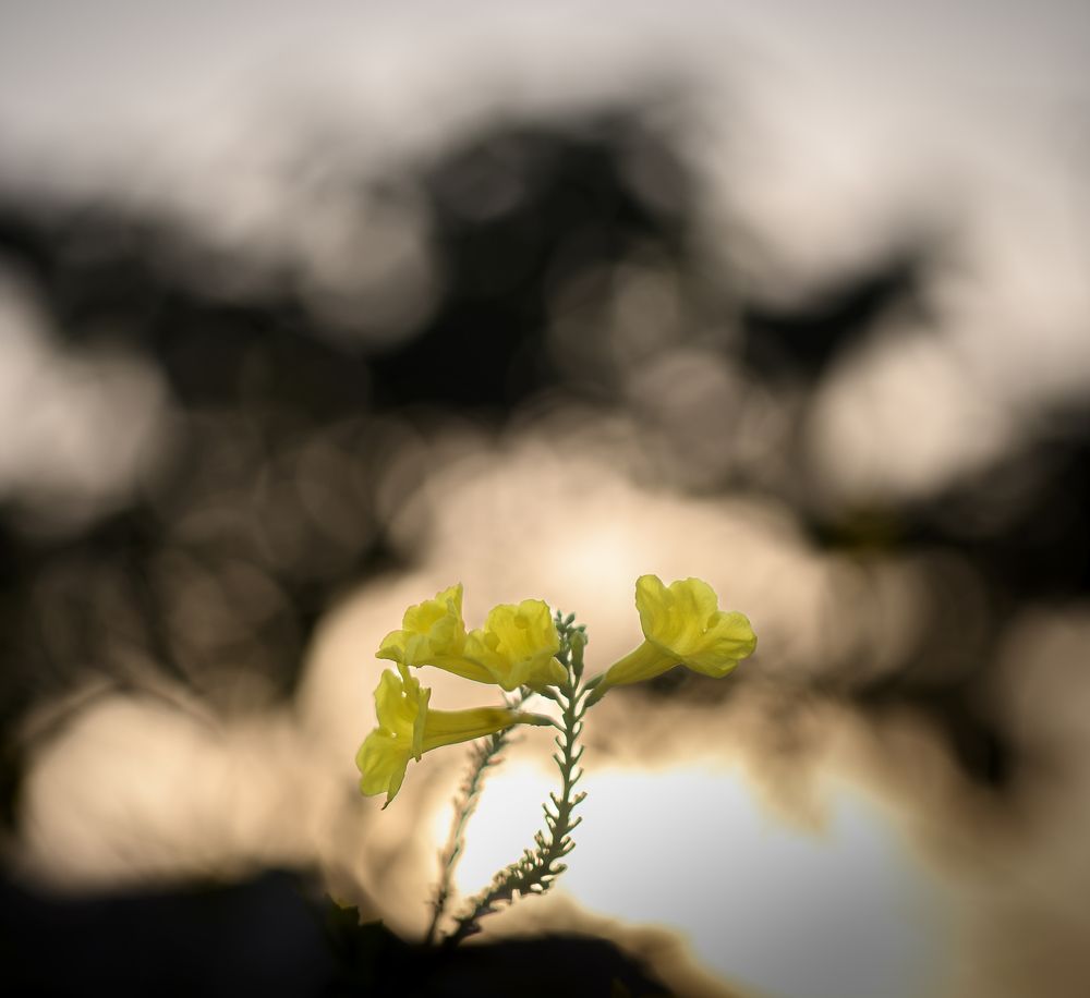 Photograph by Ankan Das