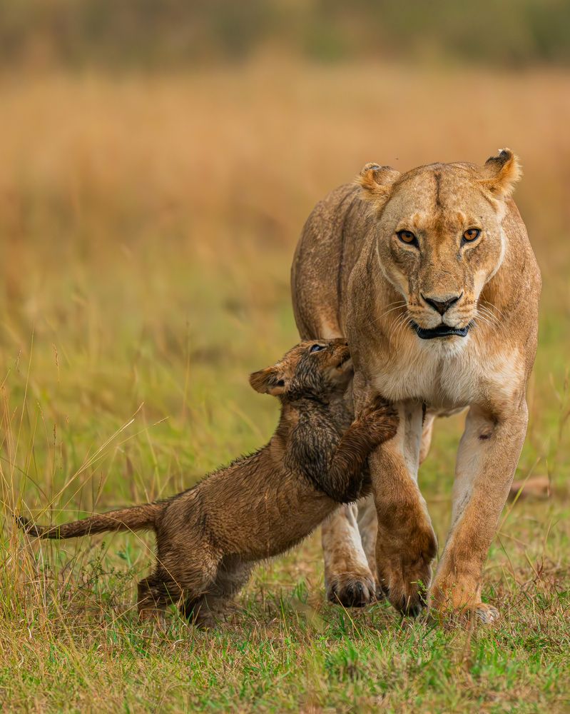 Photograph by Prasad Hamine