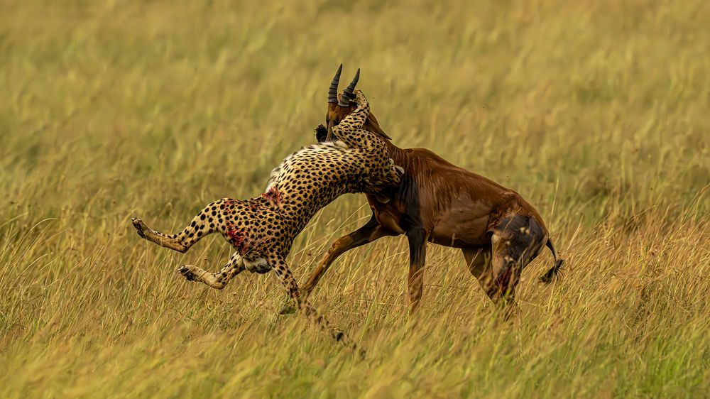 When Speed Meets Strength: Cheetah’s Topi Takedown