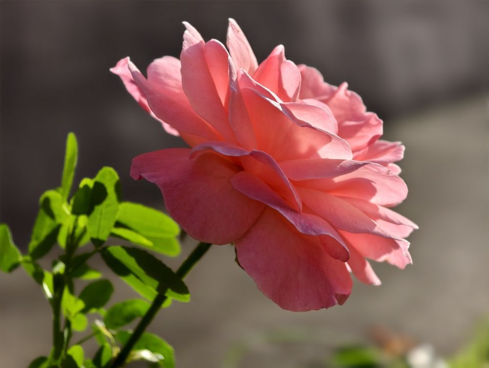 Photograph by Всеволод