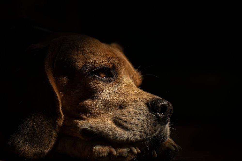 Задумчивый