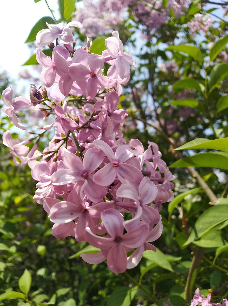 Фотография автора Анатолий Дячина