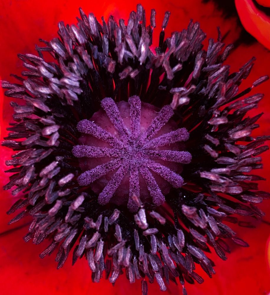 Photograph by Марина Георгиева