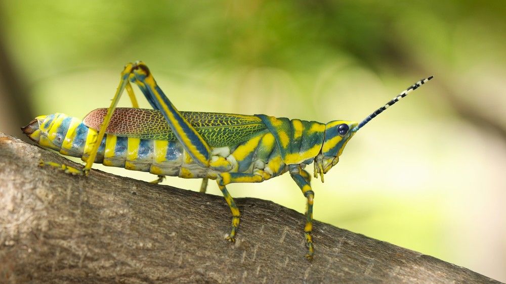 GRASSHOPPER