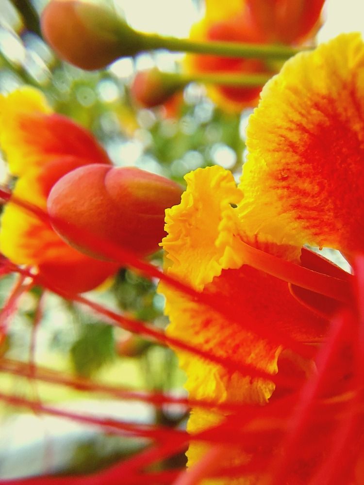 Photograph by CRINALDO REIS