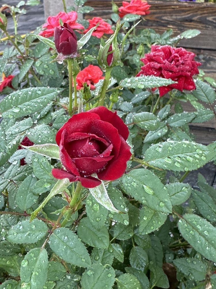 Photograph by Наталья Берон