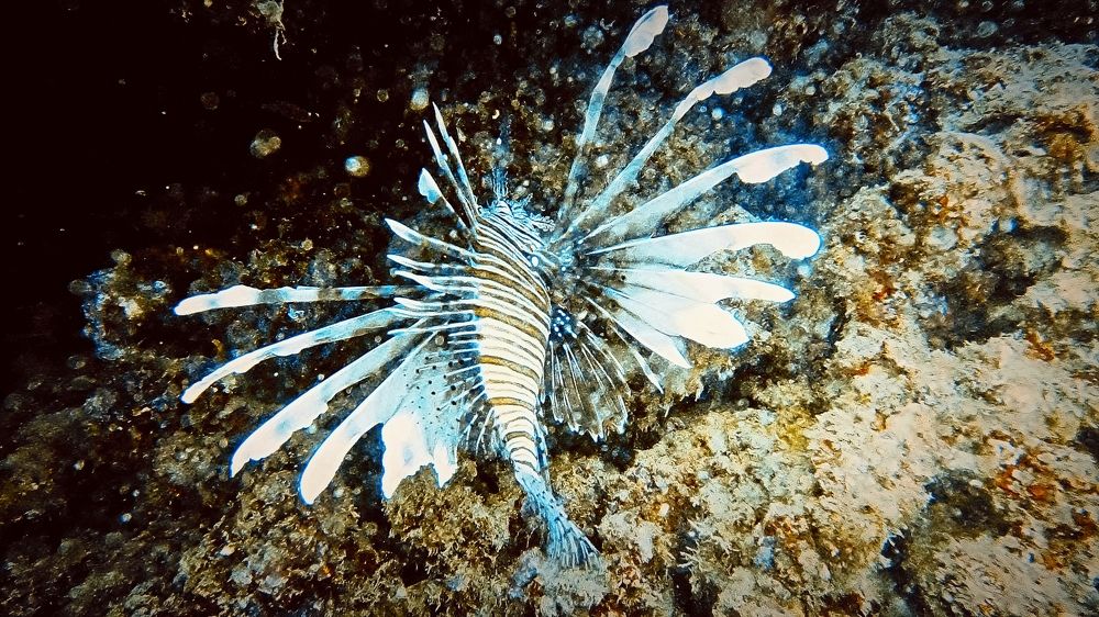 Photograph by Василь Гареев