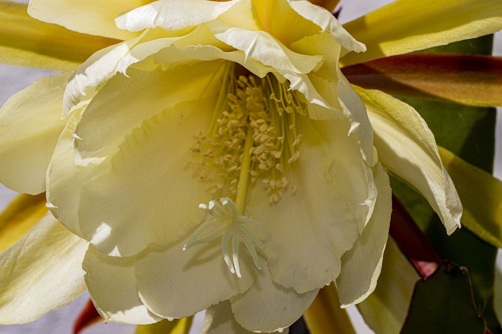 Photograph by Sándor Cseh