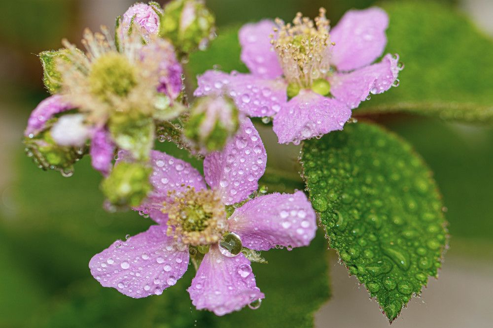 Photograph by Sándor Cseh