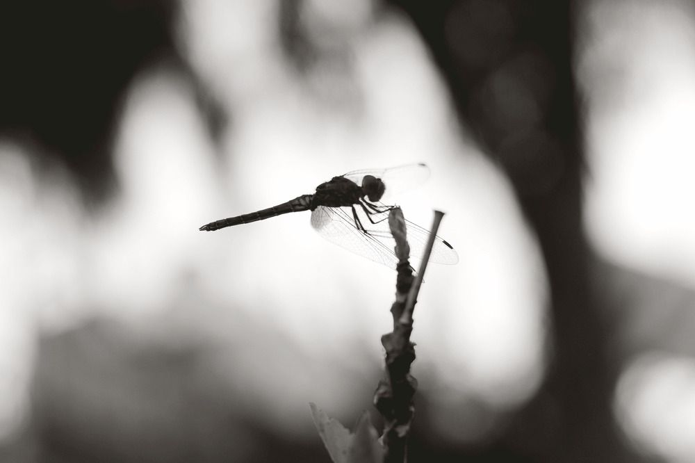 Фотография автора zakaria ahmad