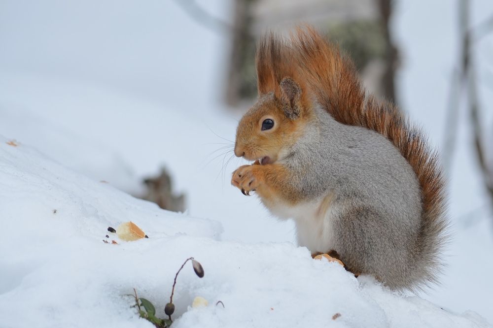 Рыжая красавица в Загородном парке