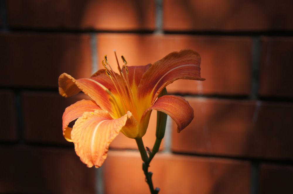 Симфония огня