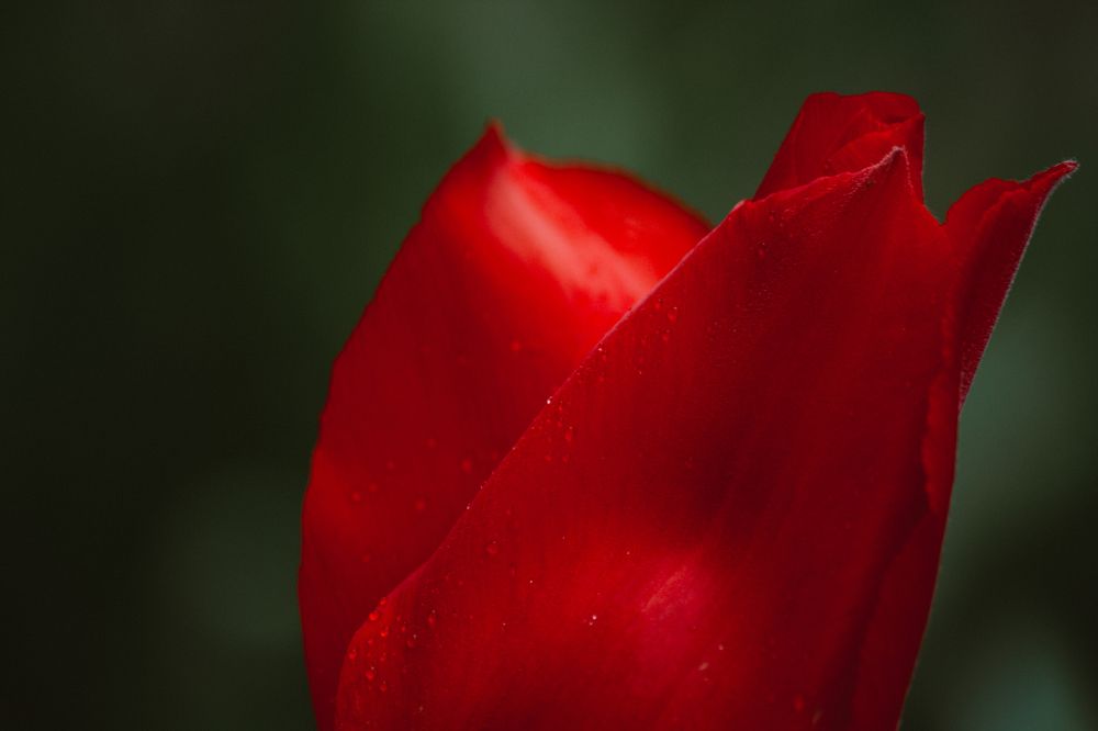 Photograph by Мария Грин (Сычёва)