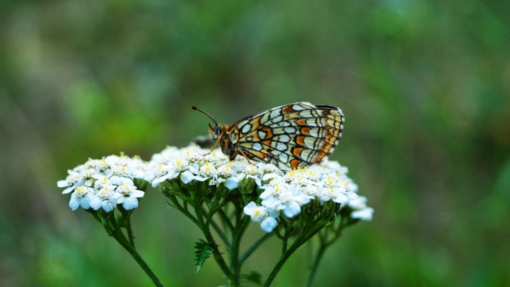 Photograph by Наталья Ерохина