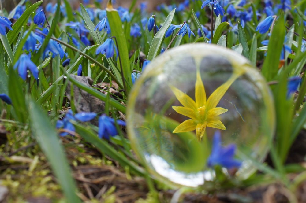 Весна в шарике