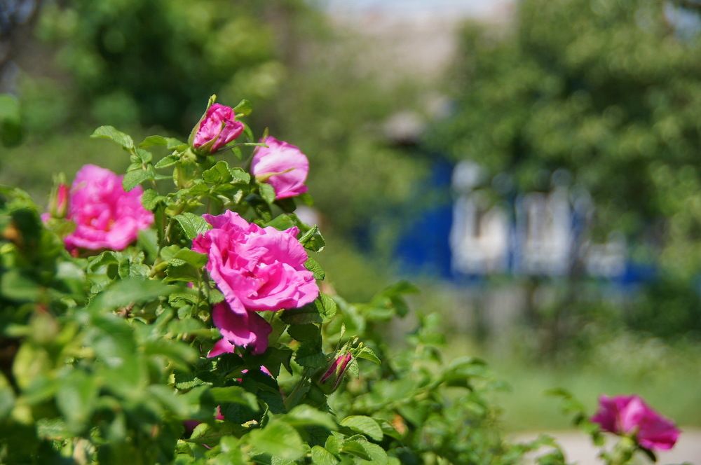 Кудыкинский шиповник