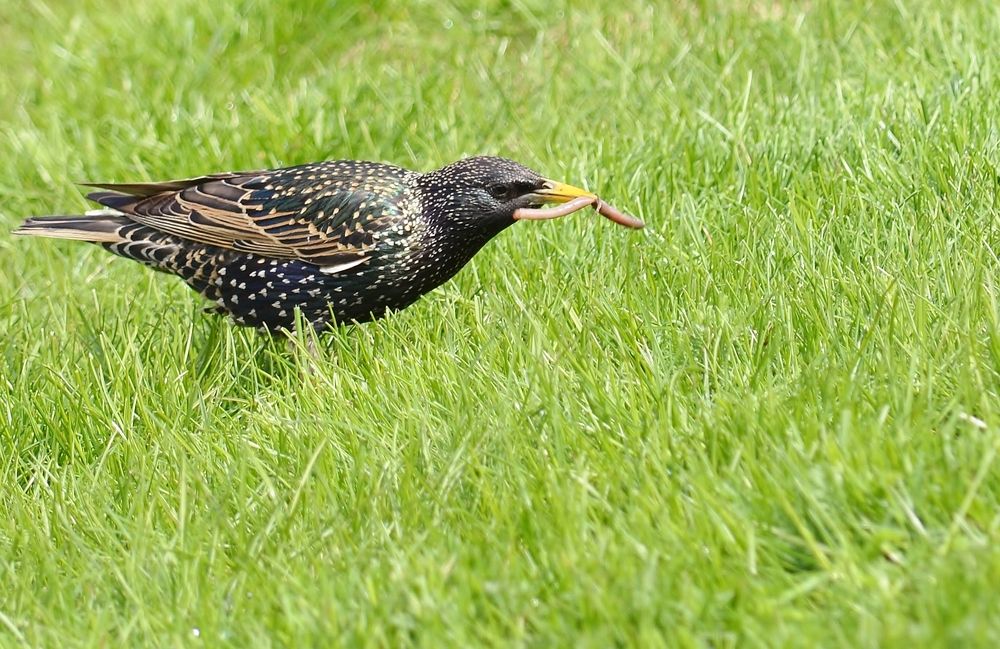 Шустрый скворец