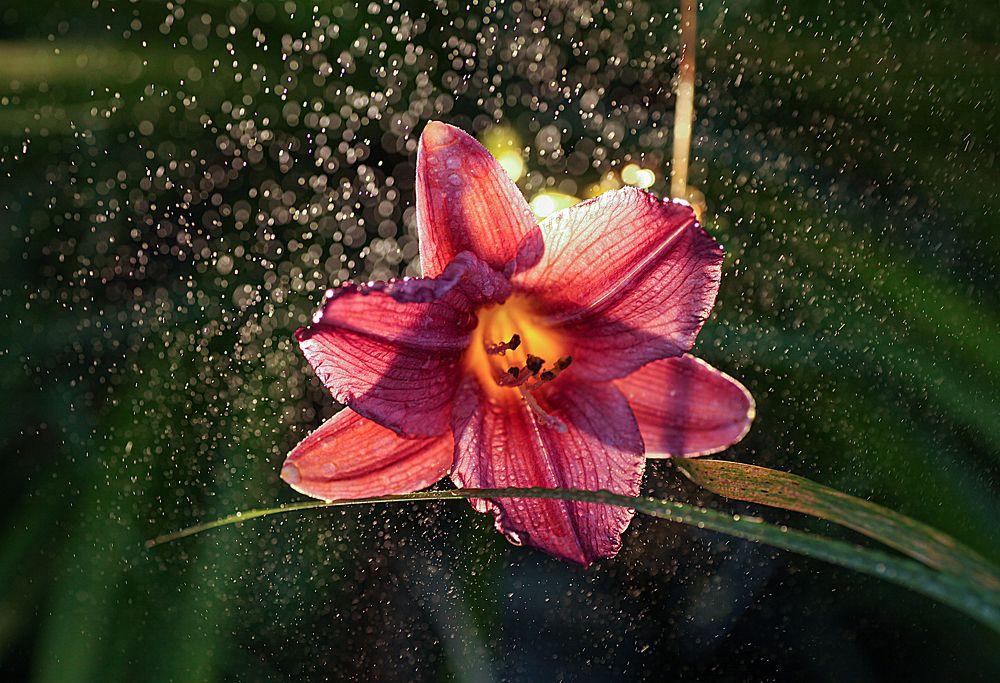 Photograph by Светлана Кавказская