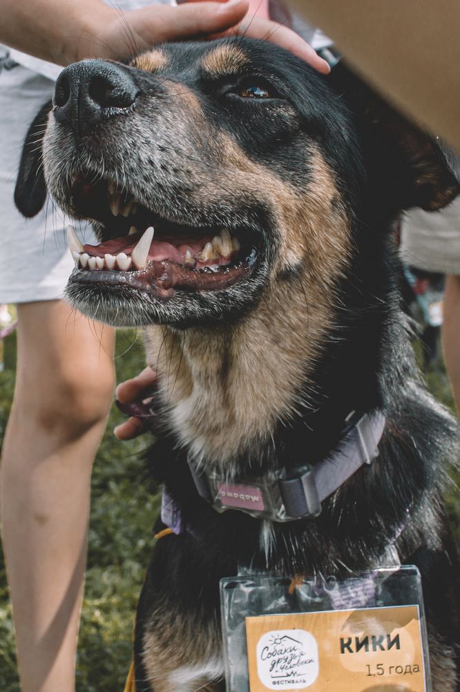 Четвероногие друзья - Кики