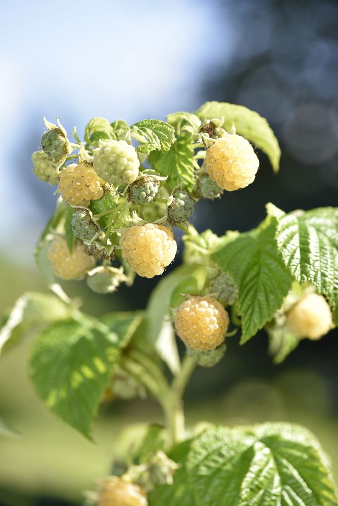 Photograph by Кристина