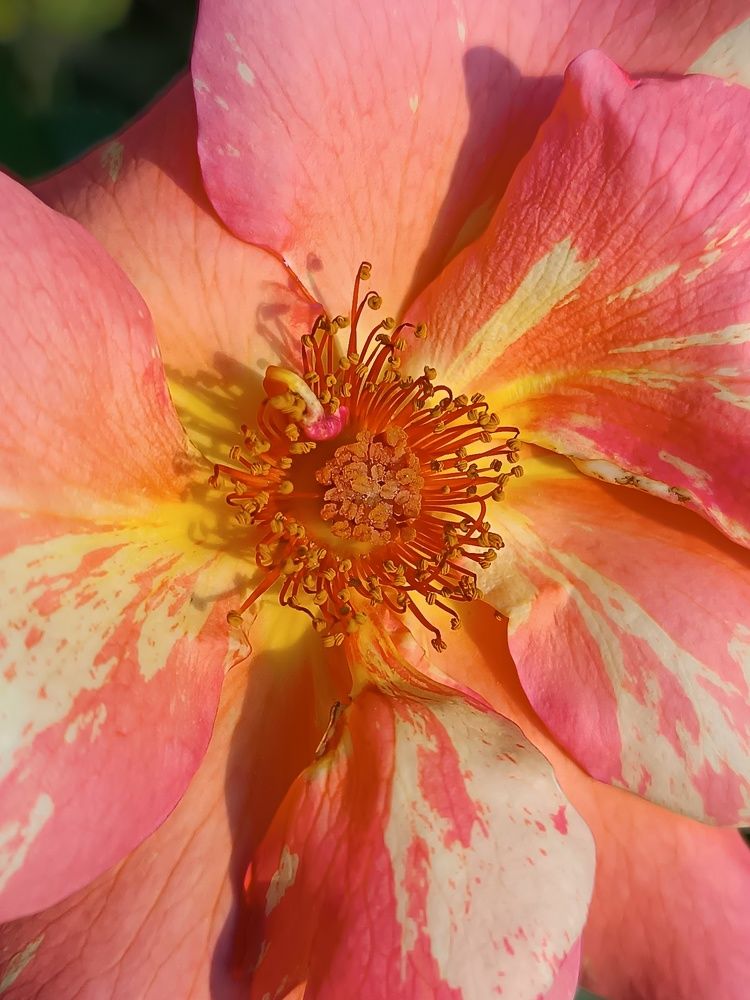 Photograph by Сидорова Ирина