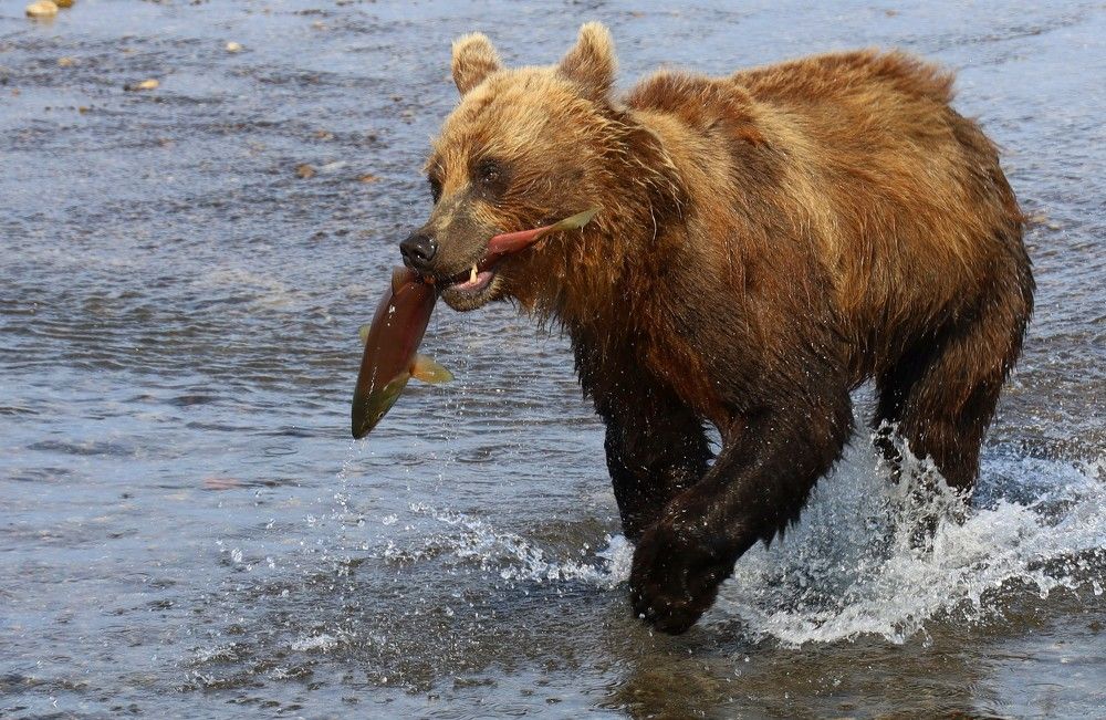 Photograph by Диана Жагрина