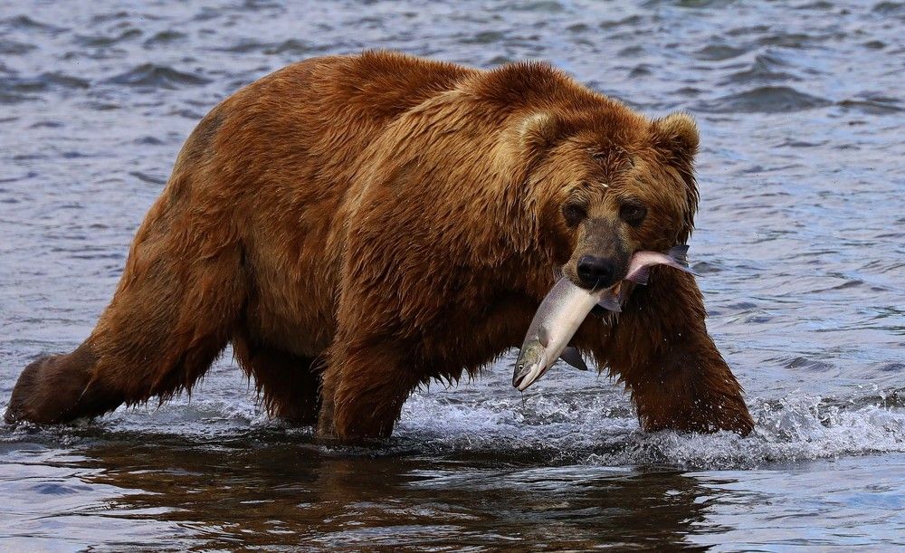 Photograph by Диана Жагрина