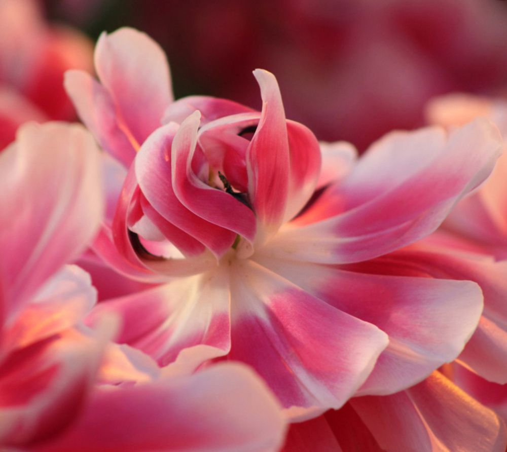 Photograph by Ольга Заповедная