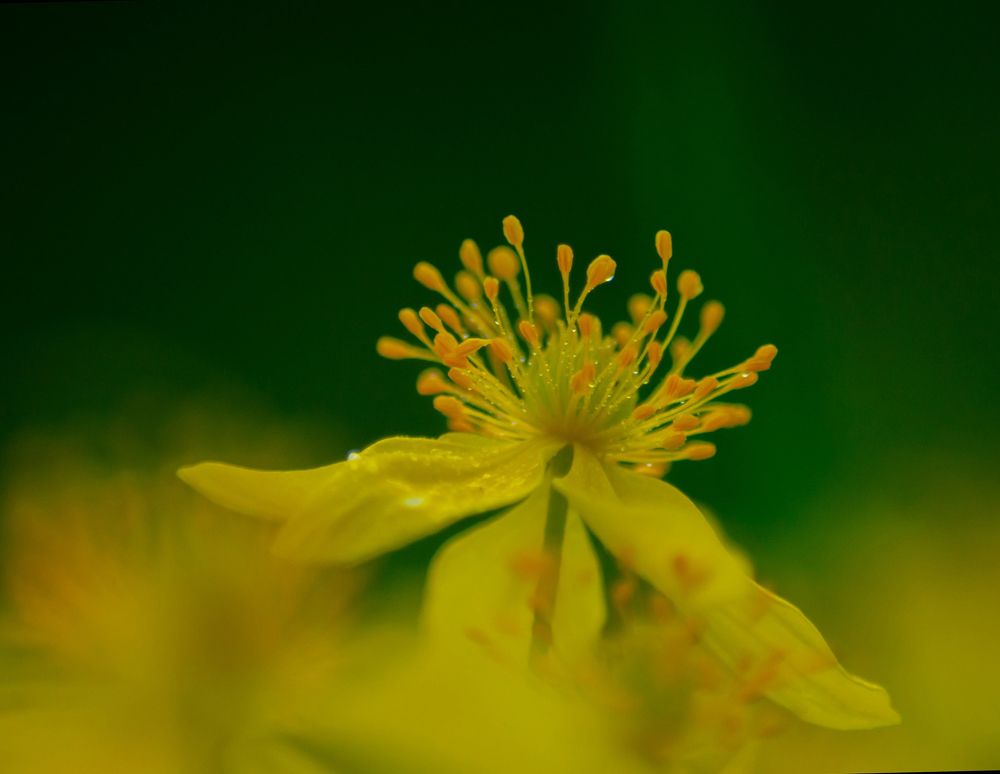 Photograph by Ольга Заповедная