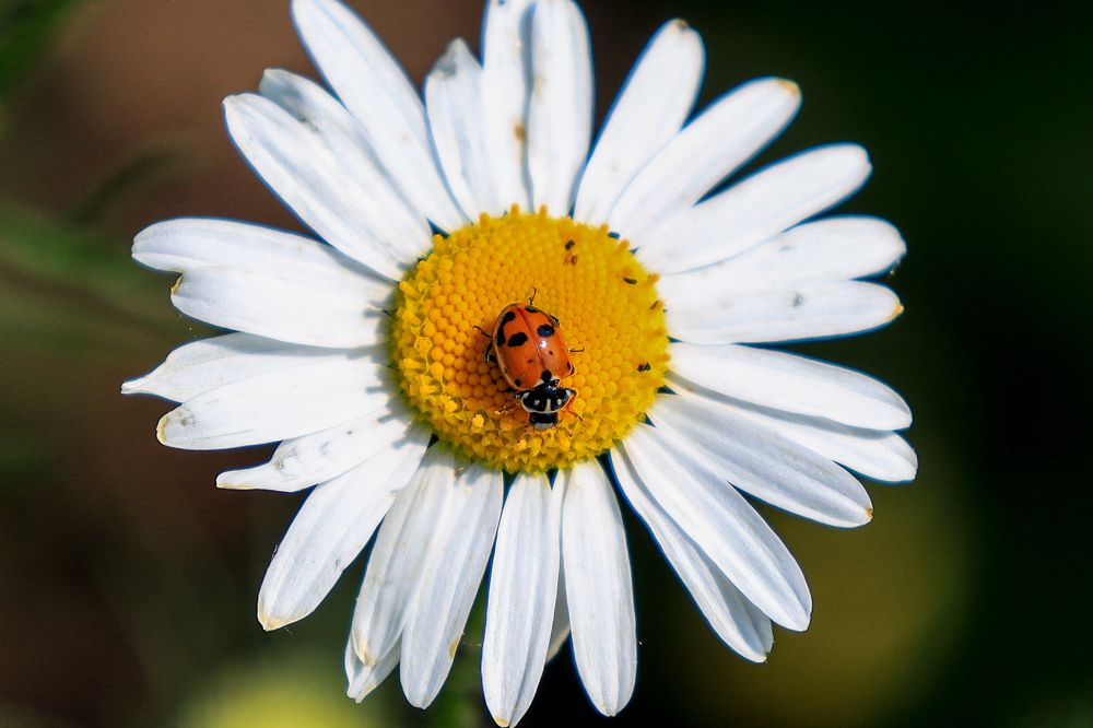 Photograph by Дарья Целуйко