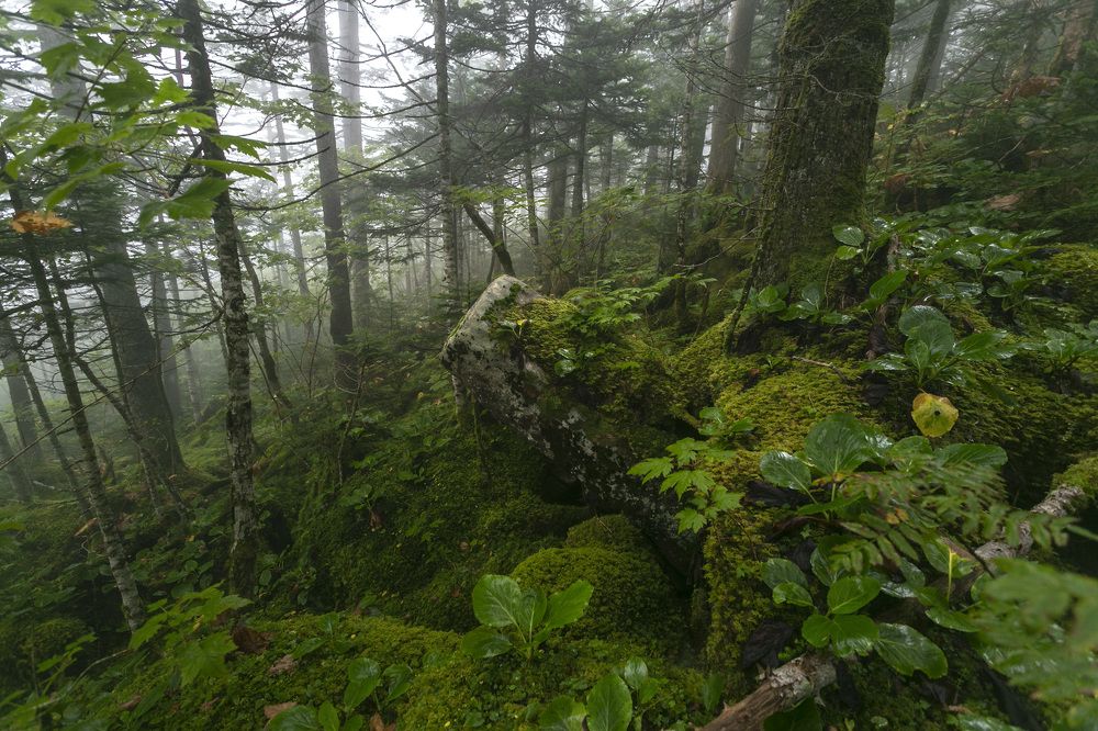 Photograph by ALEKSANDR KUZNETSOV