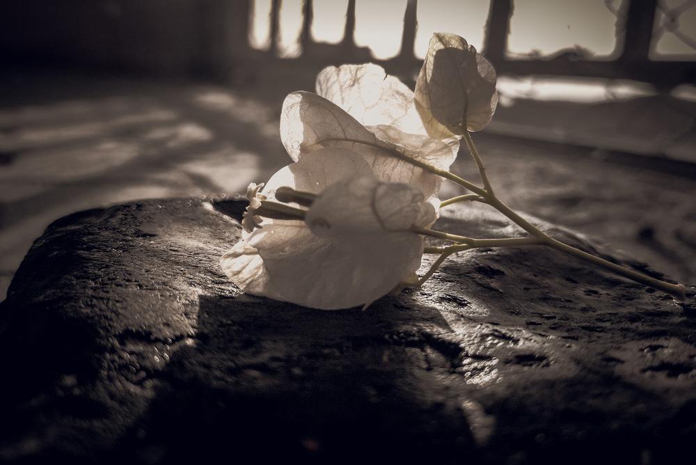 Photograph by abdalrahman