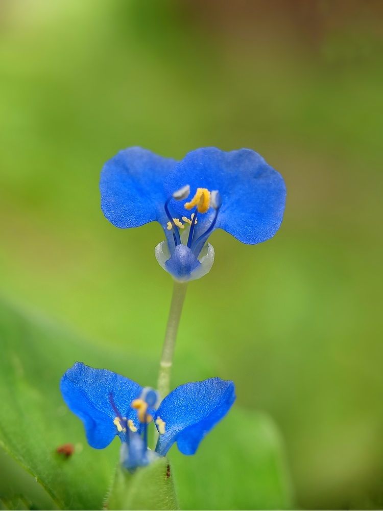 Photograph by Sanatan Sadhu