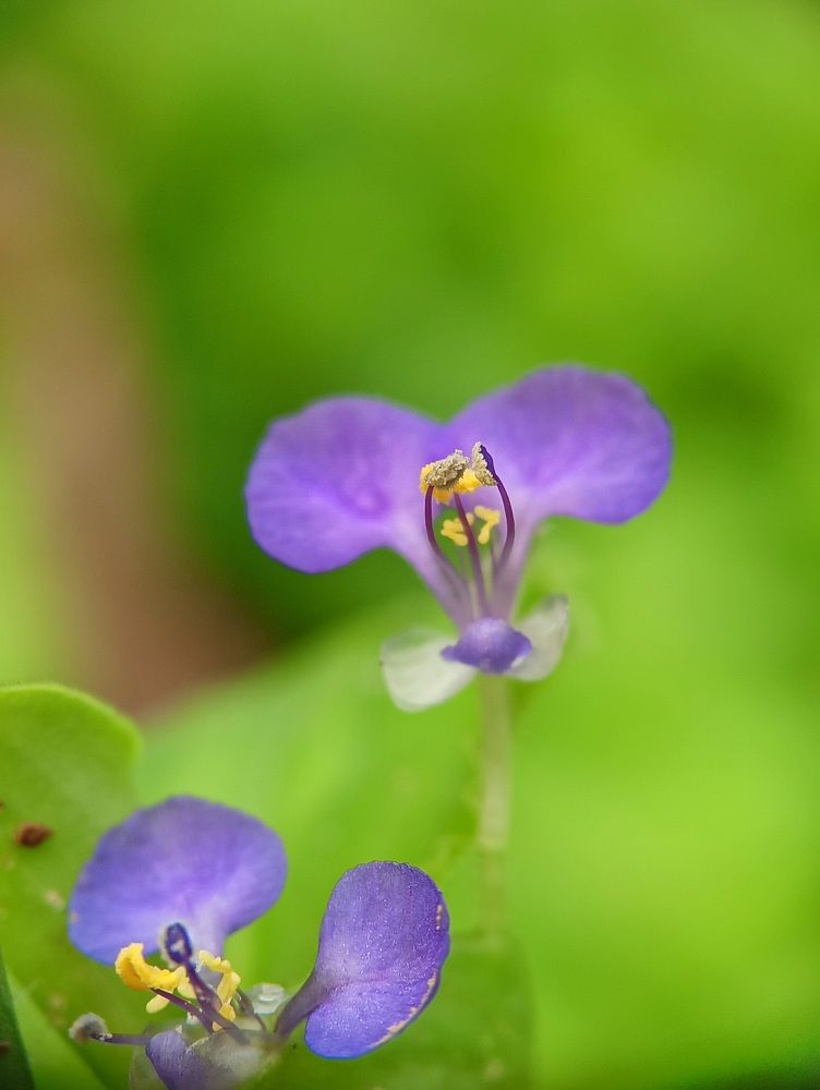 Photograph by Sanatan Sadhu