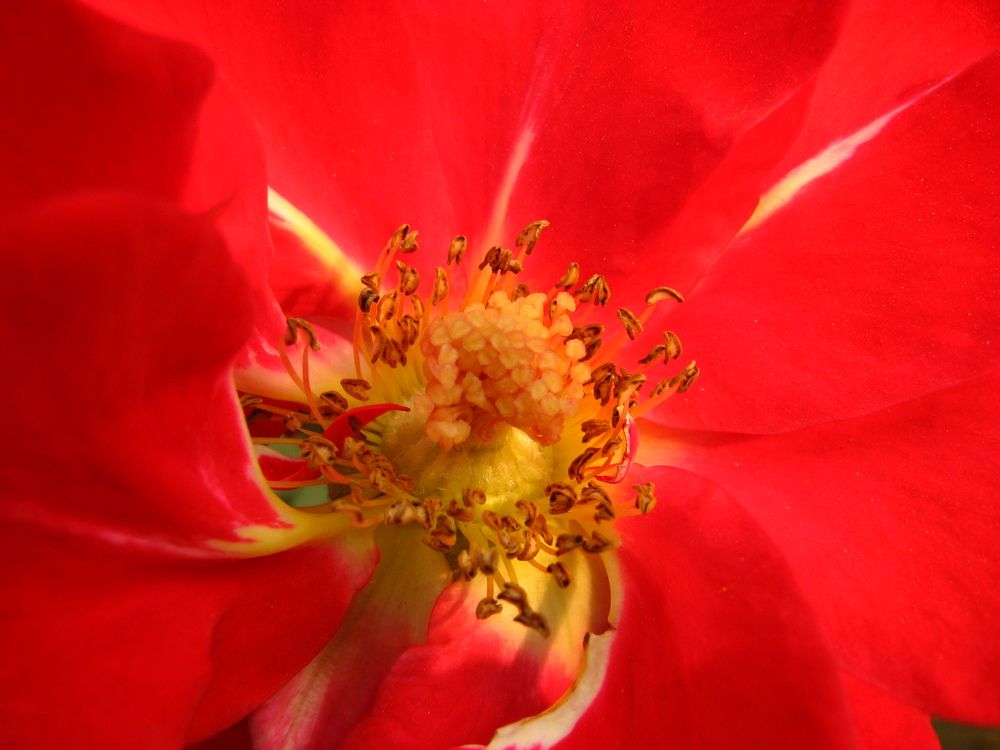 Photograph by shashiranjan prakash