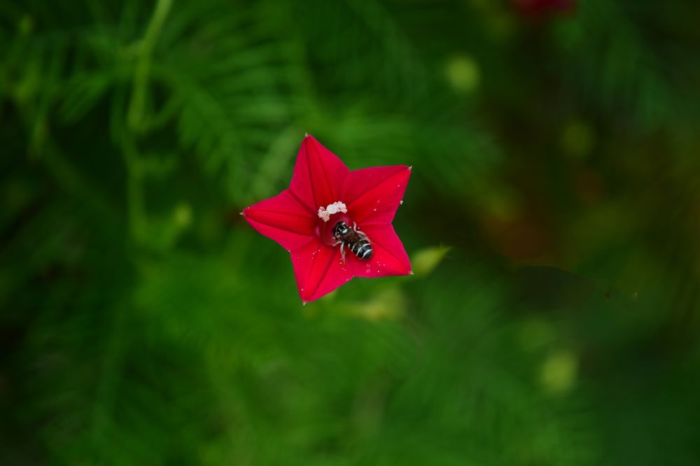 Photograph by shashiranjan prakash