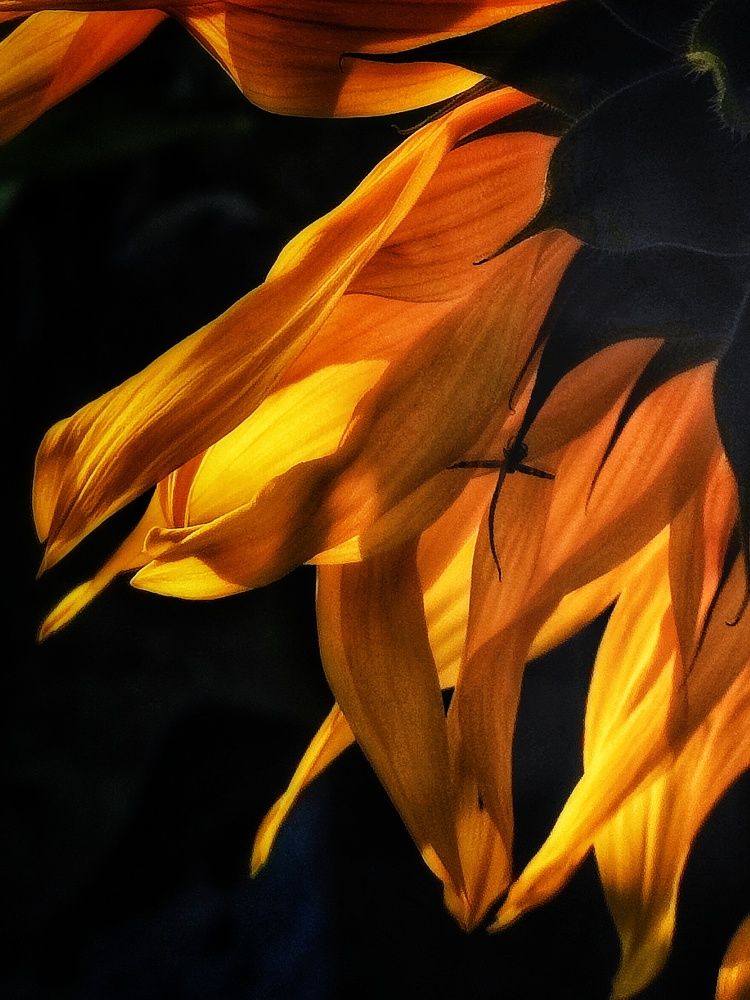 Photograph by Anastasia Malyukova