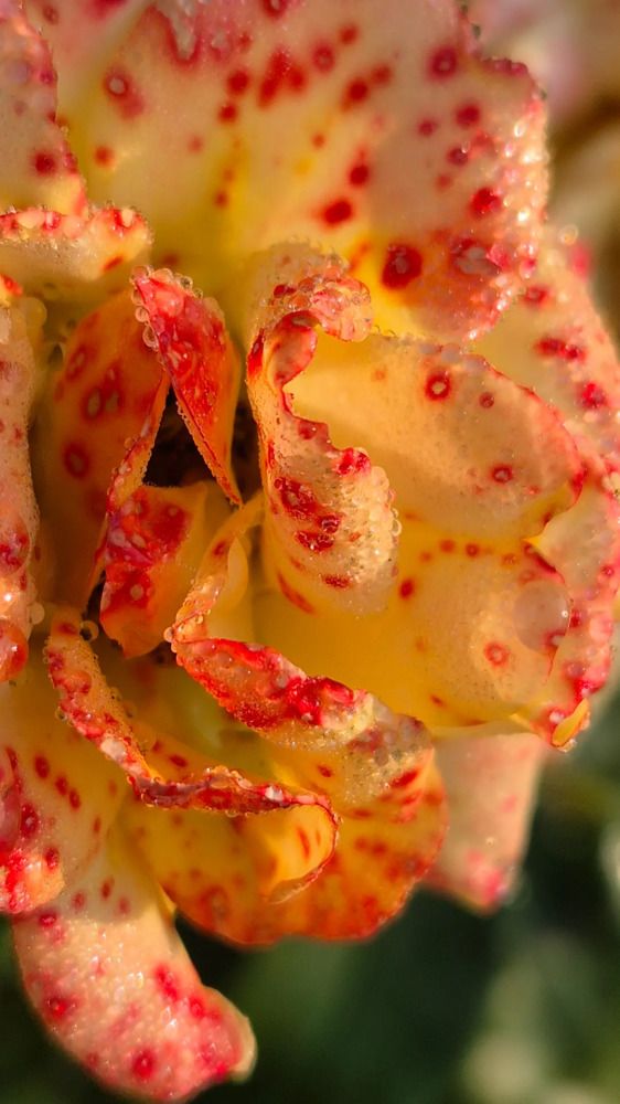 Photograph by Нина Старкова