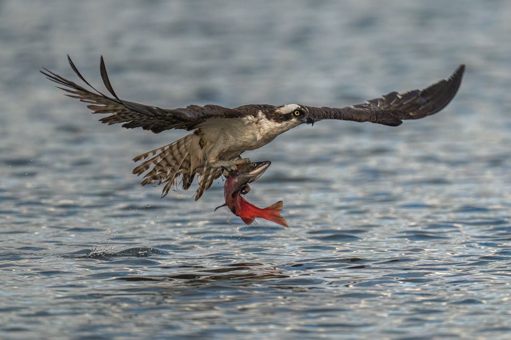 Osprey Taking Off With Red KOkanee Salmon
