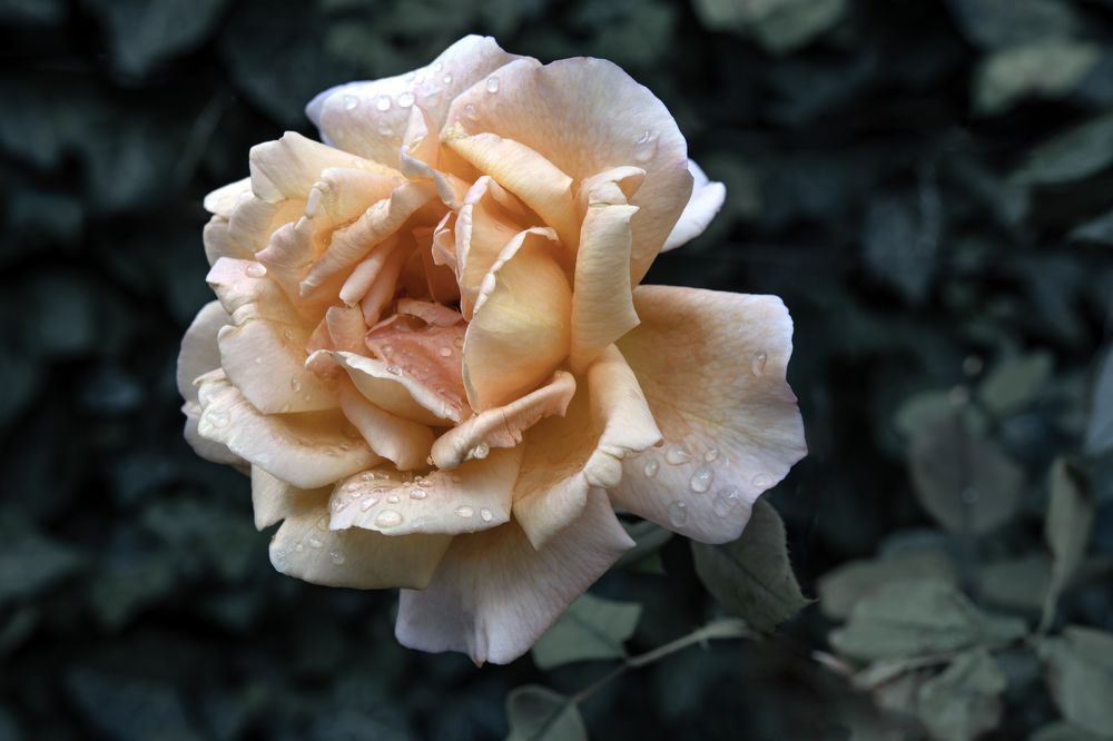 Августовские страдания